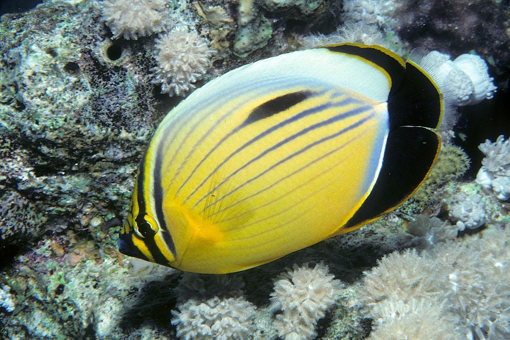 Chaetodon austriacus (Blacktail butterflyfish)