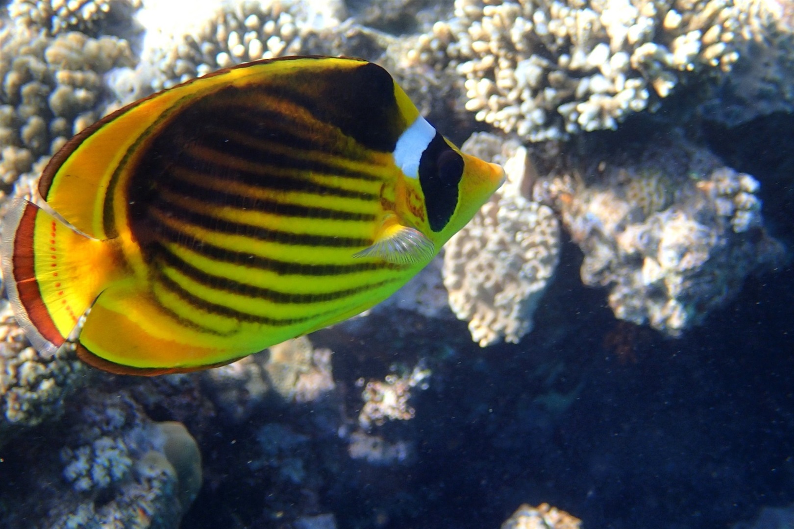 Chaetodon fasciatus (TabakFalterfisch)