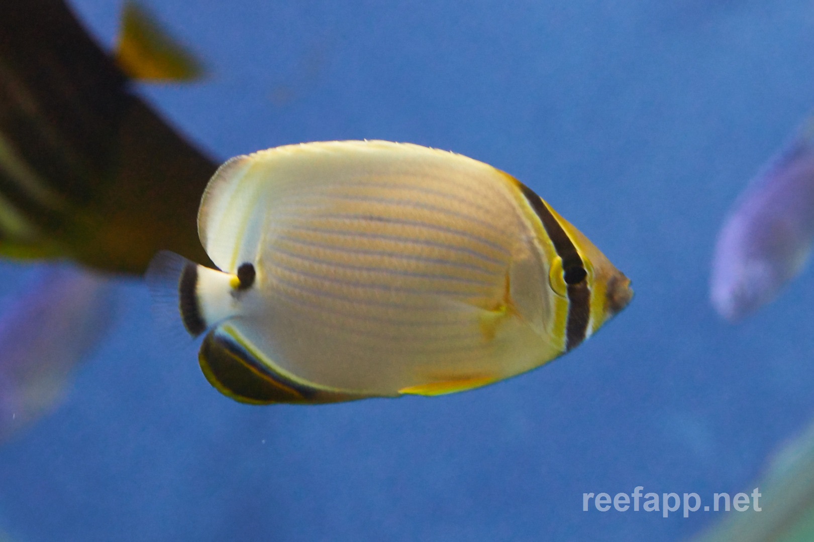 Chaetodon lunulatus (Oval butterflyfish)