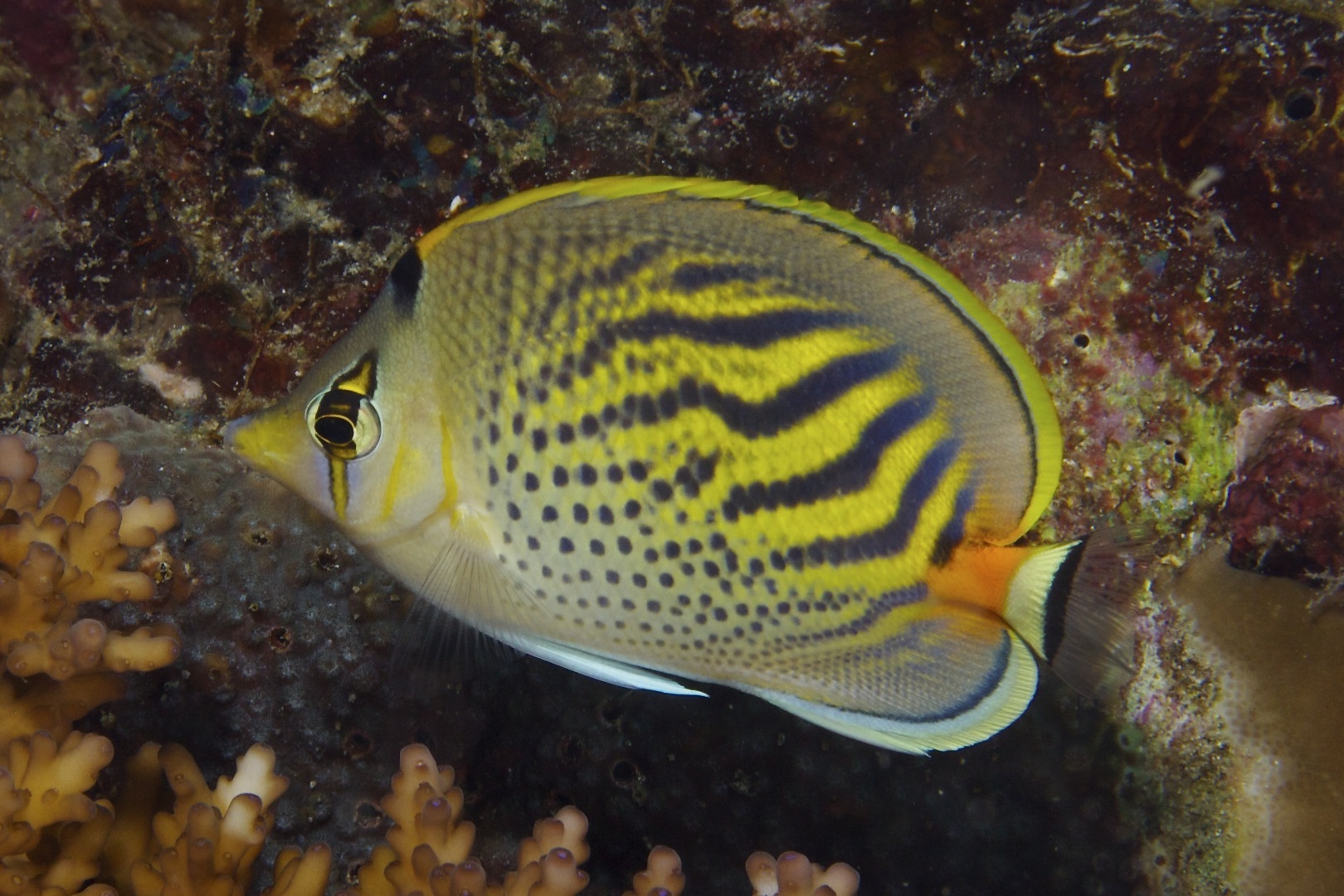 Chaetodon pelewensis (Sunset butterflyfish)