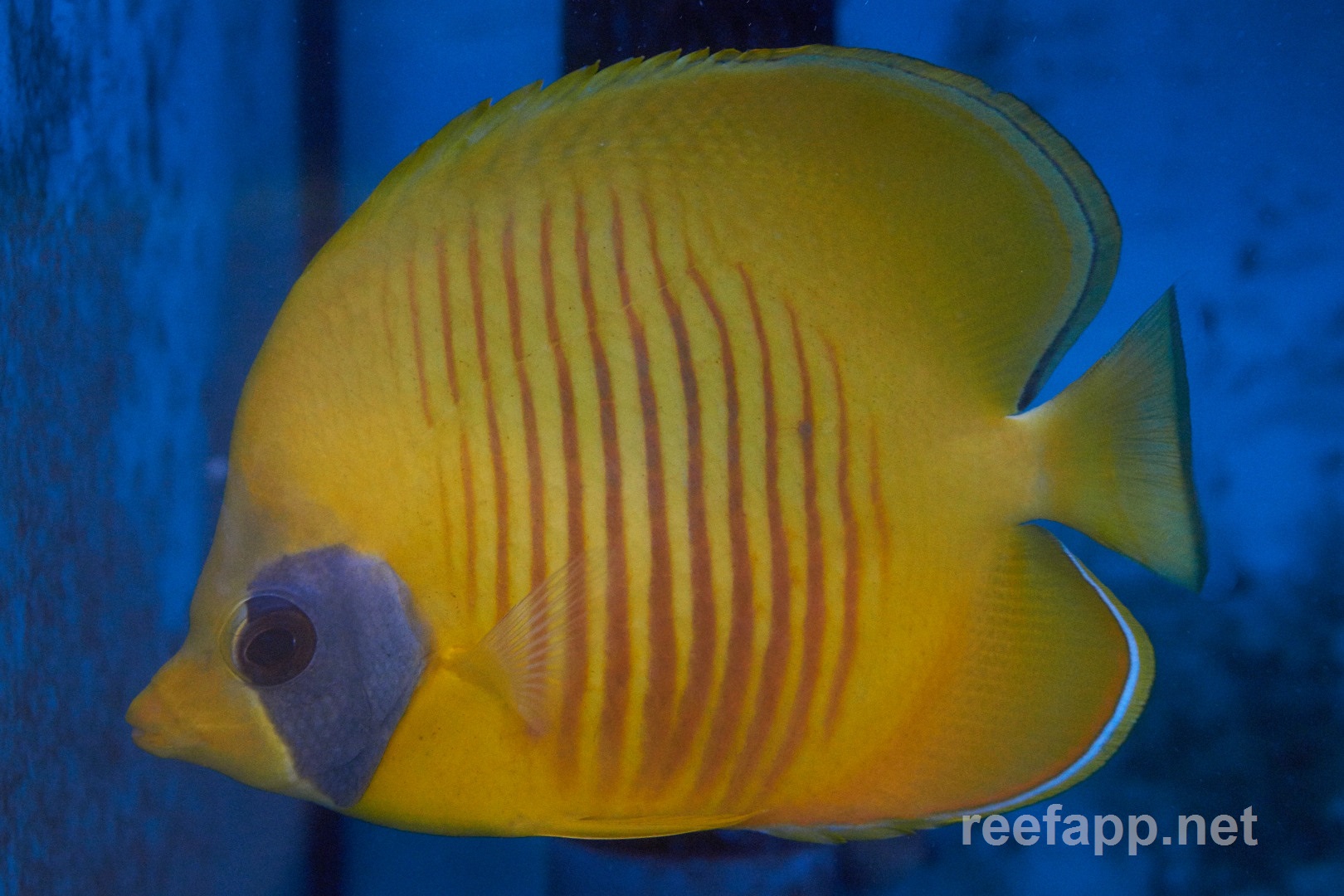 Chaetodon semilarvatus (Gelber RotmeerFalterfisch)