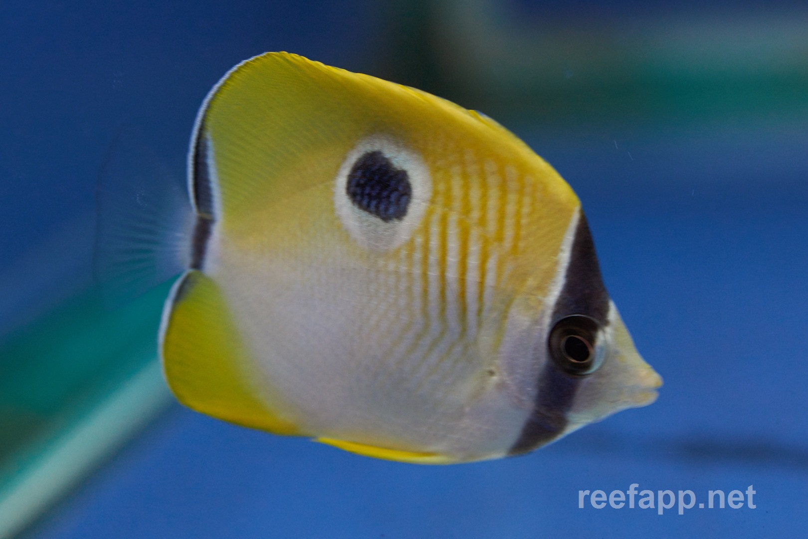 Chaetodon unimaculatus (Träentropfenflaterfisch)