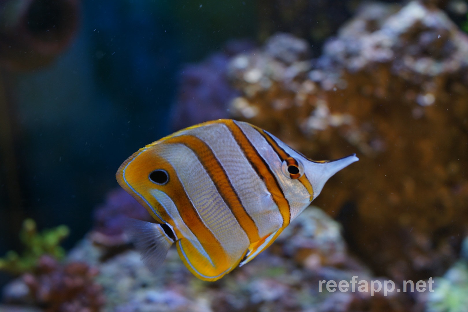 Chaetodontidae Sommerfugle Fanefisk