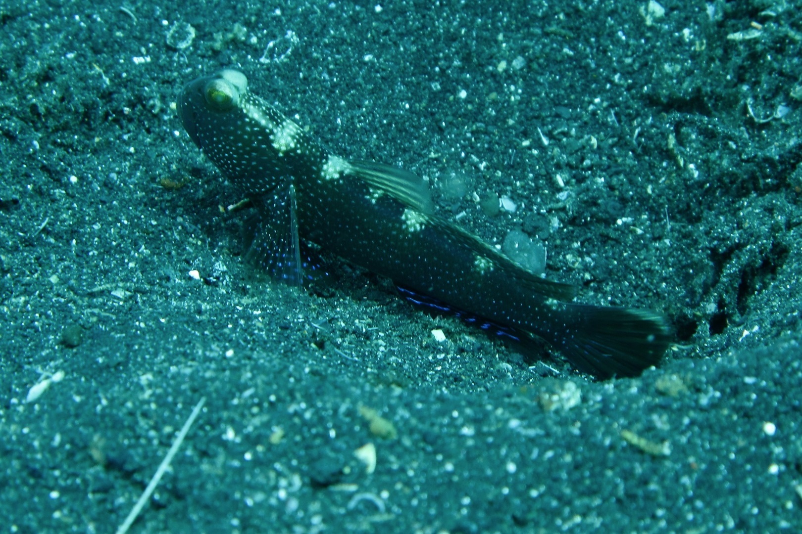 Cryptocentrus fasciatus