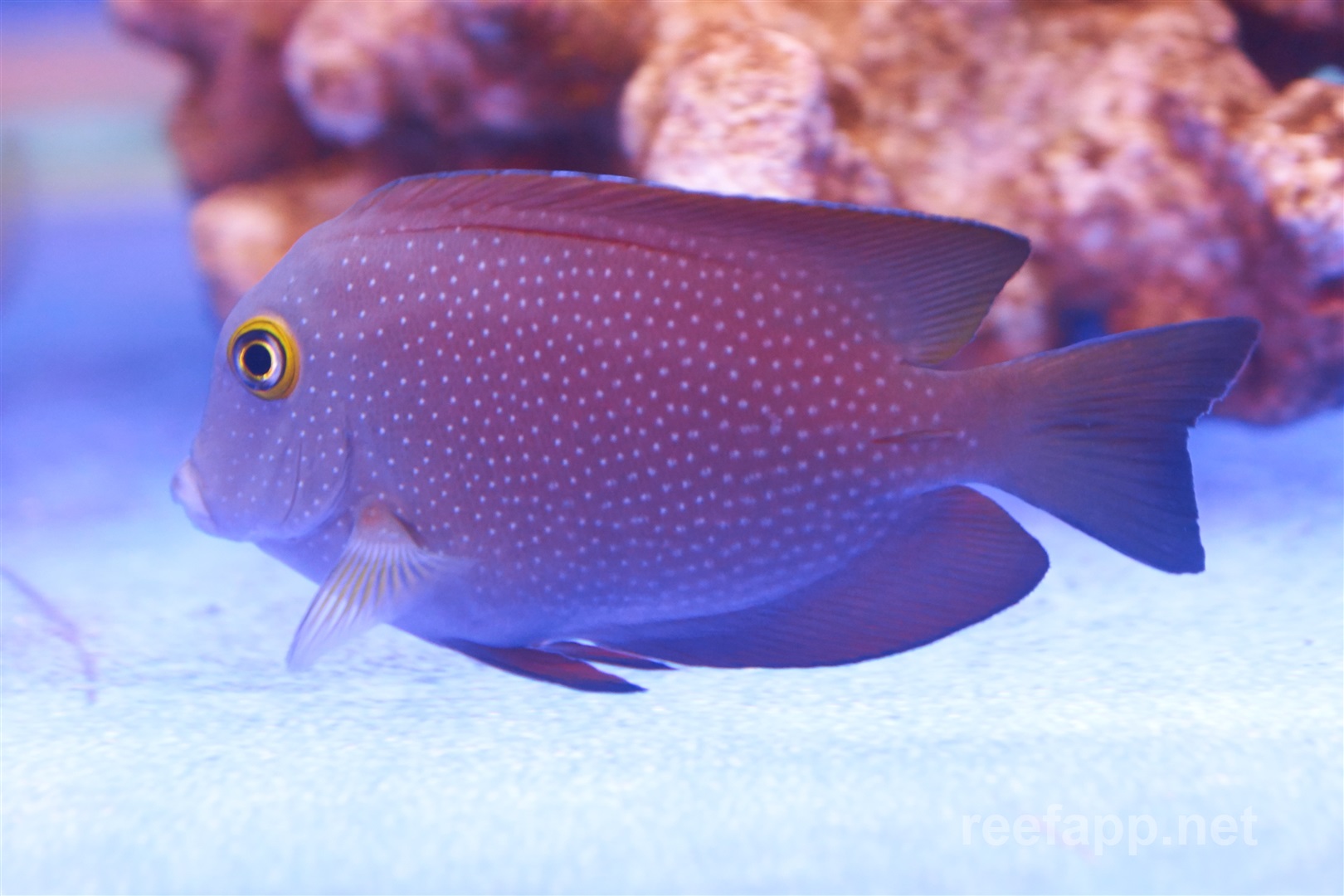 Ctenochaetus truncatus (Indischer Goldring Doktorfisch)