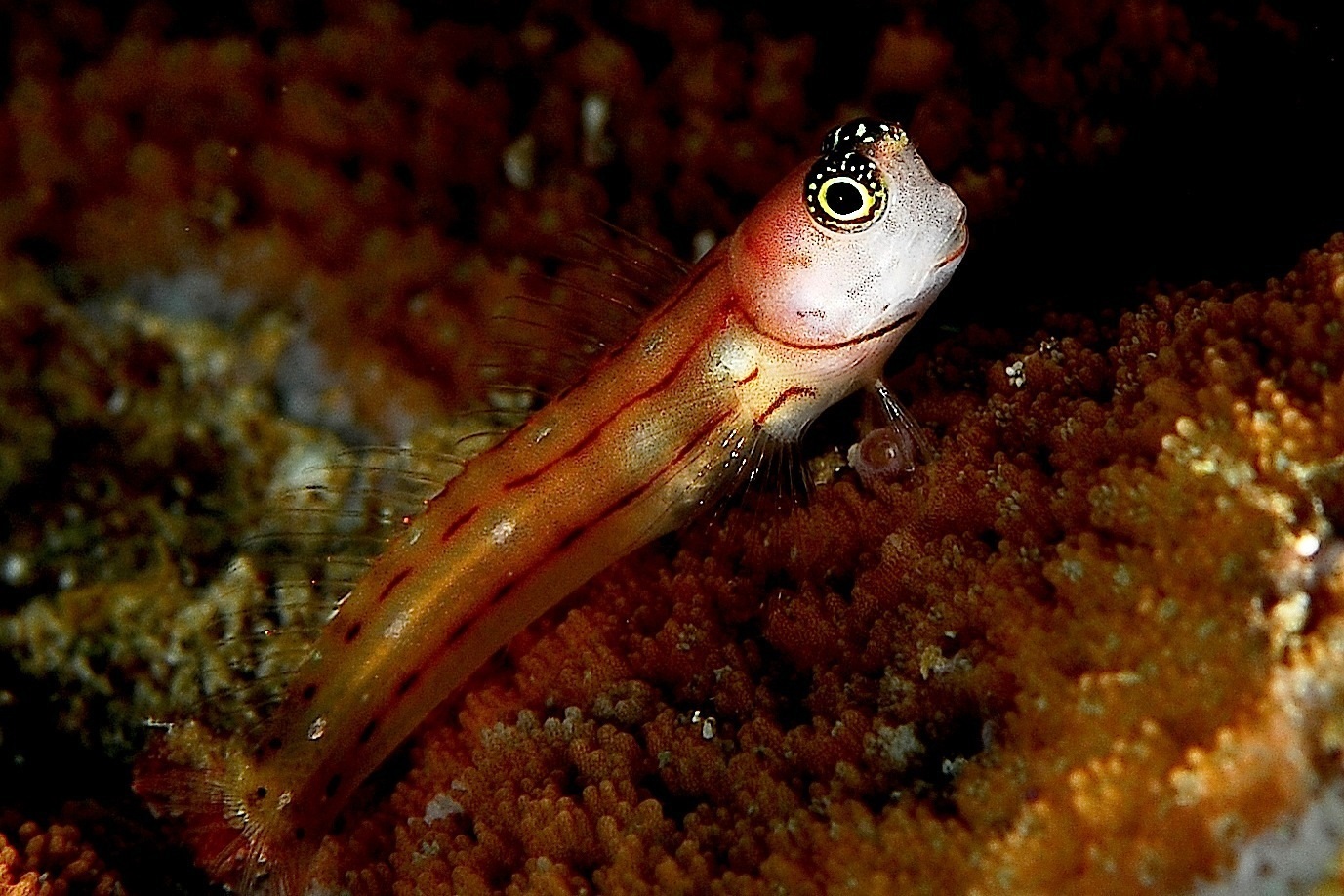 Ecsenius trilineatus