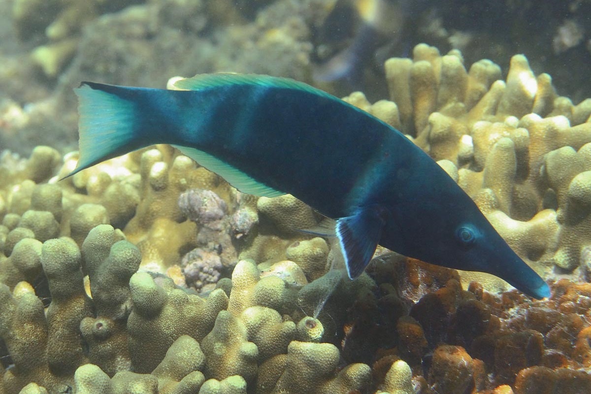 Gomphosus caeruleus (Green birdmouth wrasse)