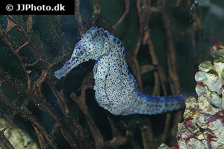 lined seahorse care