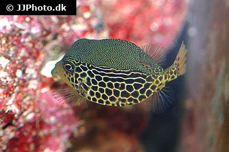 boxfish care