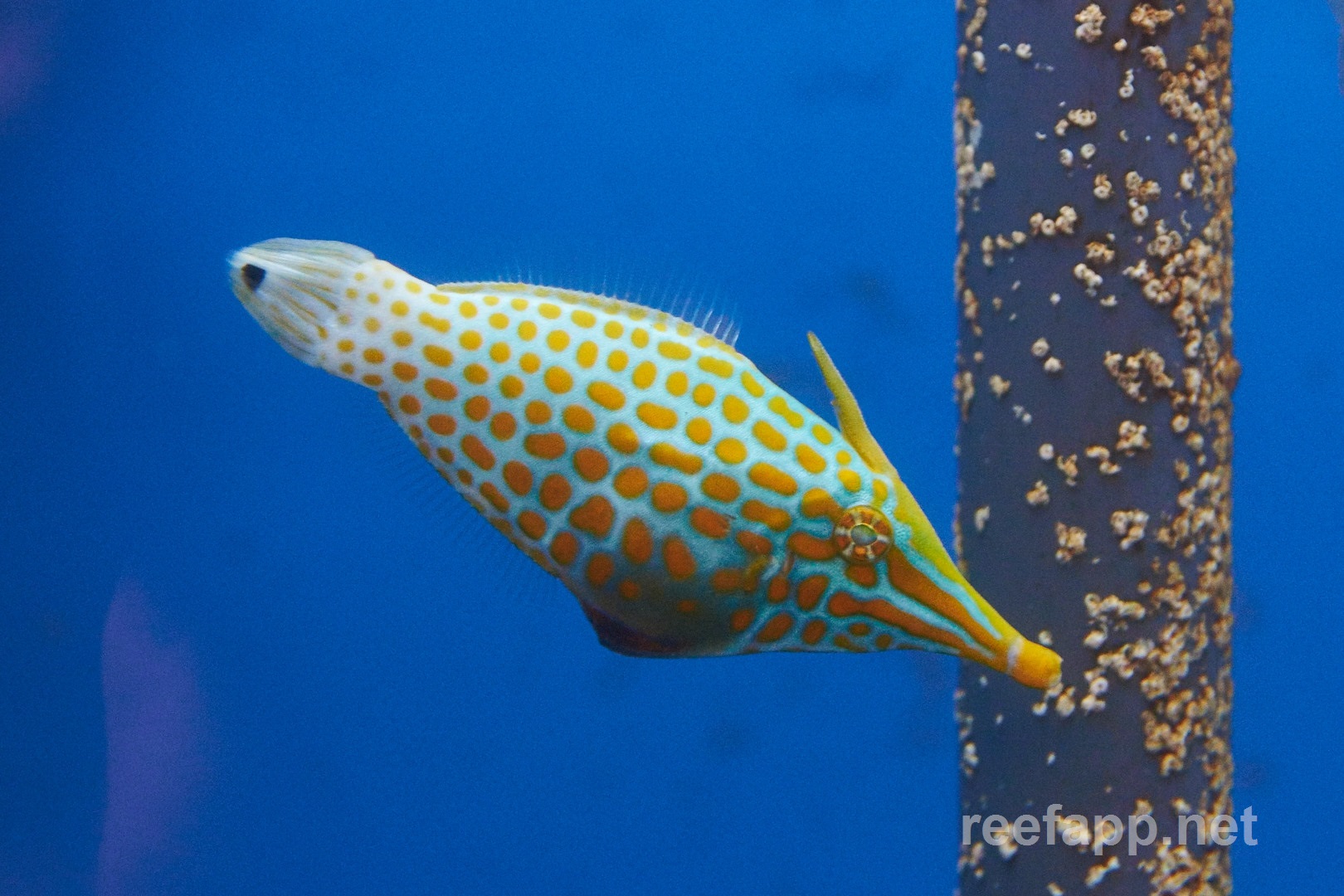 filefish care
