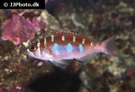 chalk bass care