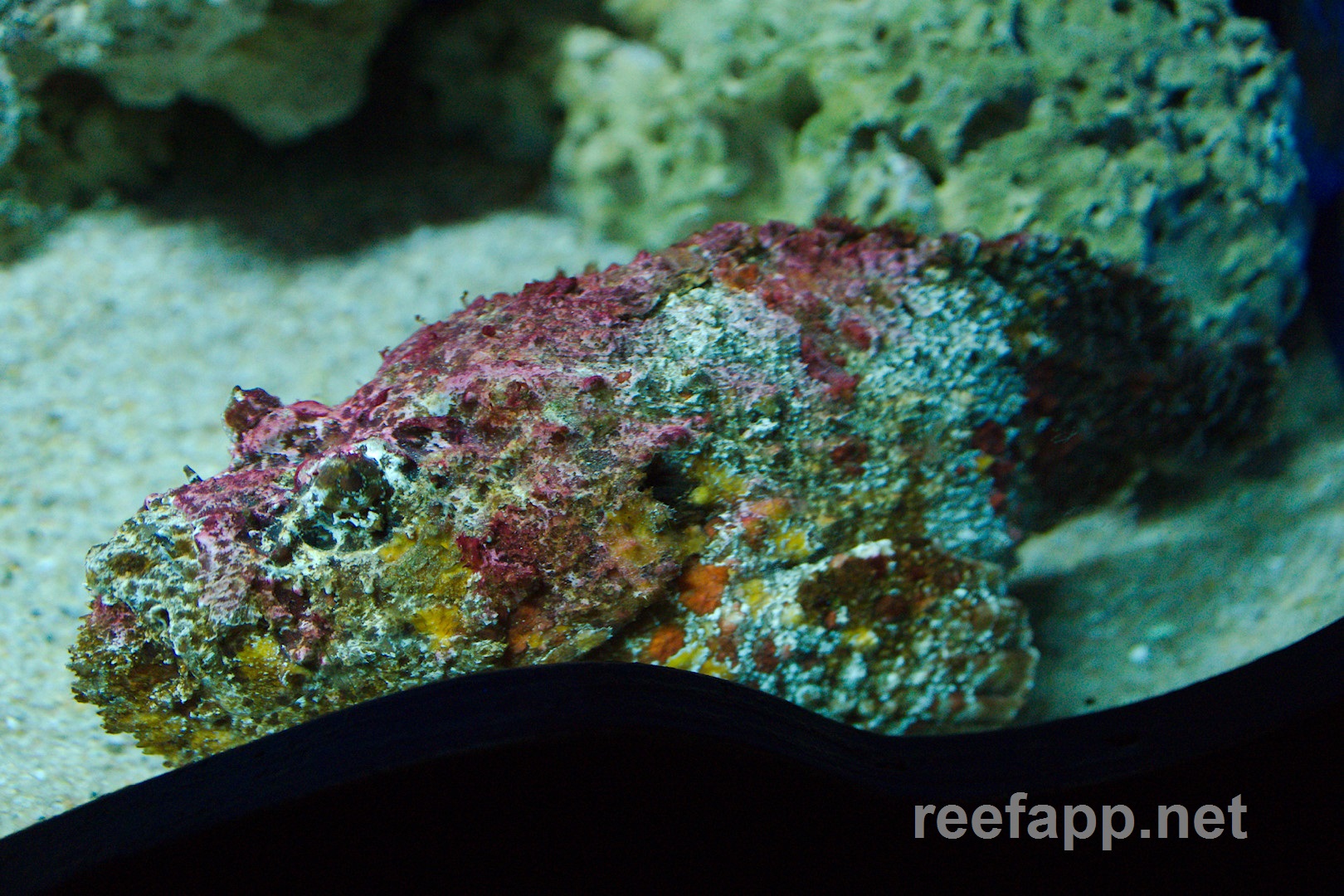 Synanceiidae (Steinfische)