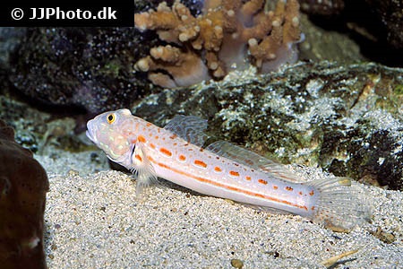 diamond watchman goby care