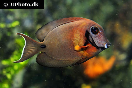 Acanthurus tristis (Mimic Eibli Tang)