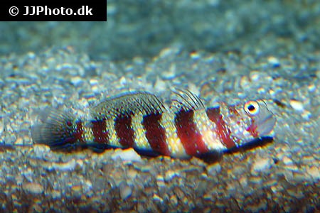 Amblyeleotris wheeleri (Gorgeous prawn-goby)