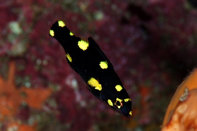 Bodianus mesothorax (Coral Hogfish)