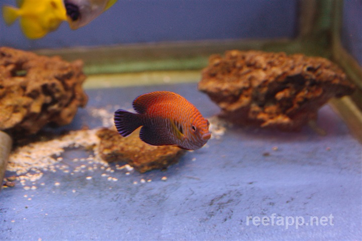 potters angelfish care