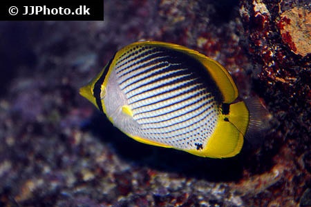 Chaetodon Melannotus Blackback Butterflyfish