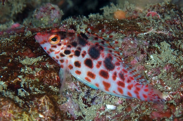 Cirrhitichthys oxycephalus (Coral hawkfish)