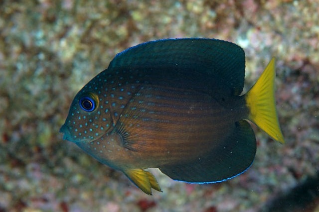 Ctenochaetus Binotatus (twospot Surgeonfish)