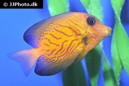 Ctenochaetus hawaiiensis (HawaiiBorstenzahnDoktorfisch)