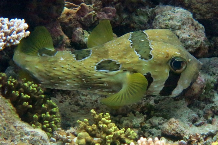 Diodon liturosus (Black-blotched porcupinefish)