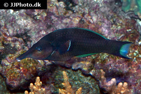 Gomphosus caeruleus (Green birdmouth wrasse)