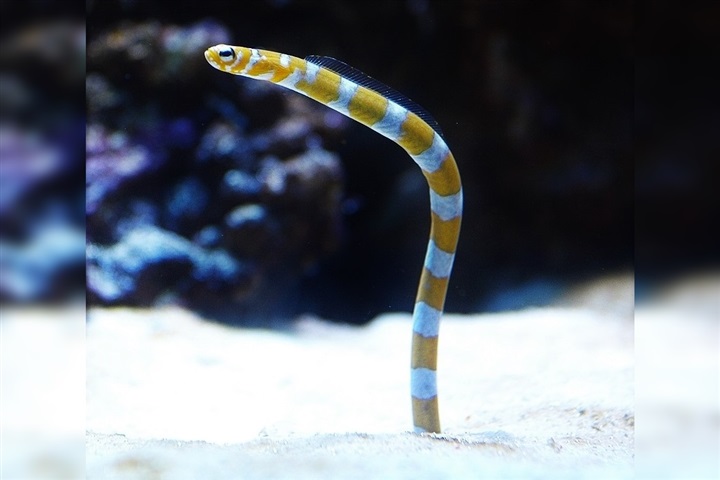 garden eel care