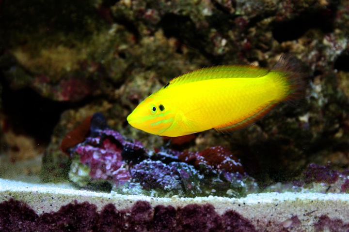 yellow wrasse care