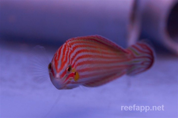 Halichoeres melanurus (Tailspot wrasse)