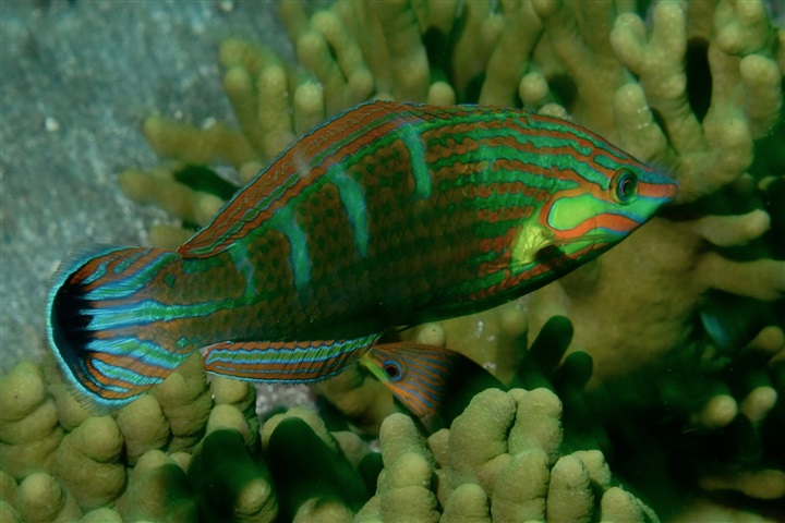 Halichoeres melanurus (Tail-spot wrasse)