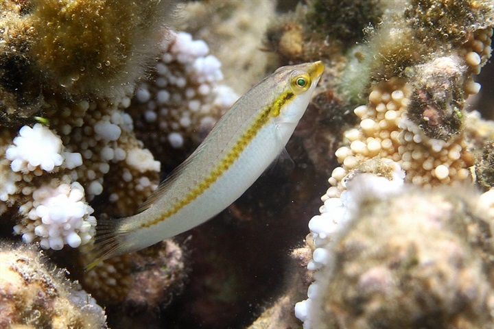 Halichoeres scapularis (Zigzag wrasse)