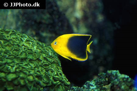 rock beauty angelfish care