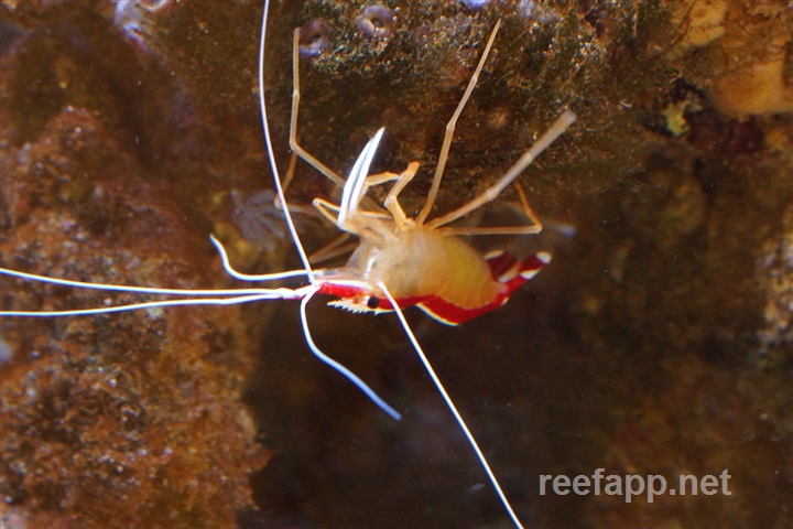 Lysmata amboinensis (Pacific Cleaner Shrimp)