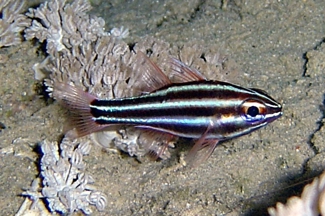 Ostorhinchus cookii (Cooks cardinalfish)