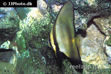 pinnatus batfish care