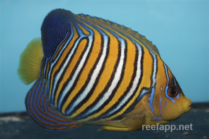 regal angelfish care