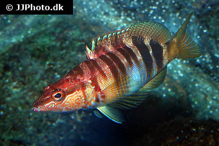 Serranus scriba (Painted comber)