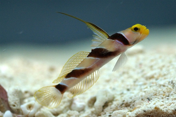 Stonogobiops nematodes (Filament-finned prawn-goby)