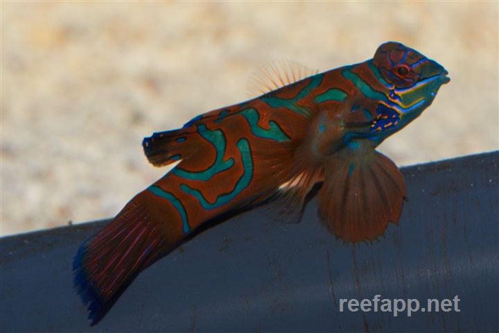 Synchiropus splendidus (Mandarinfisch)