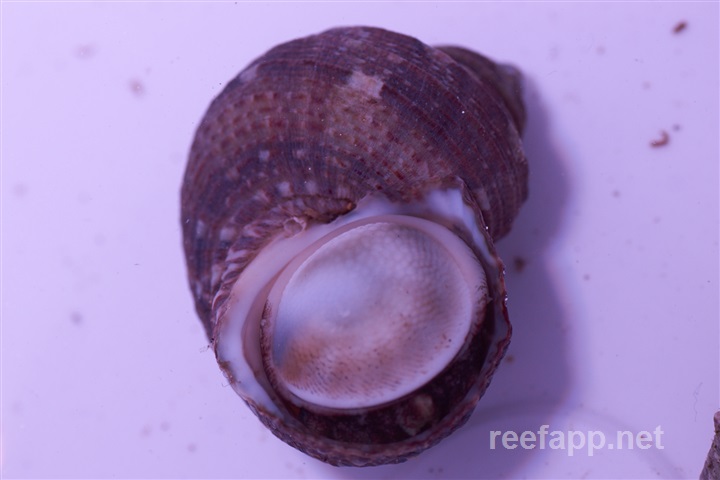 Turbo sp. (Zebra Turbo Snail)